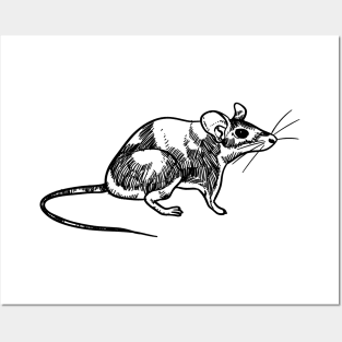 Rat Rodent Hand Drawn Posters and Art